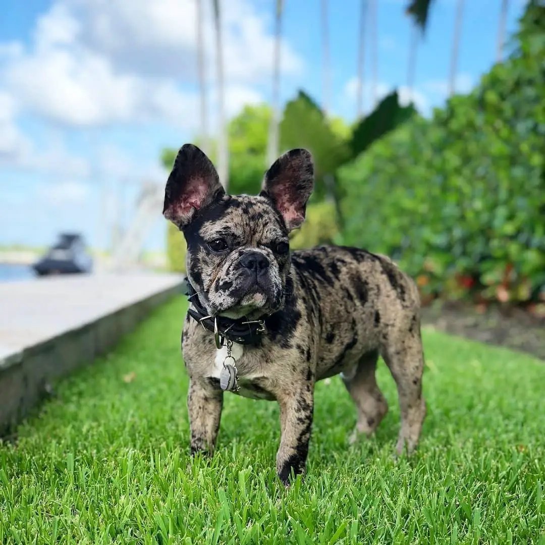BLACK "Frenchie" collar - Pet Collars & Harnesses from Bestia Dog Gear