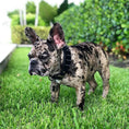Load image into Gallery viewer, BLACK "Frenchie" collar - Pet Collars & Harnesses from Bestia Dog Gear
