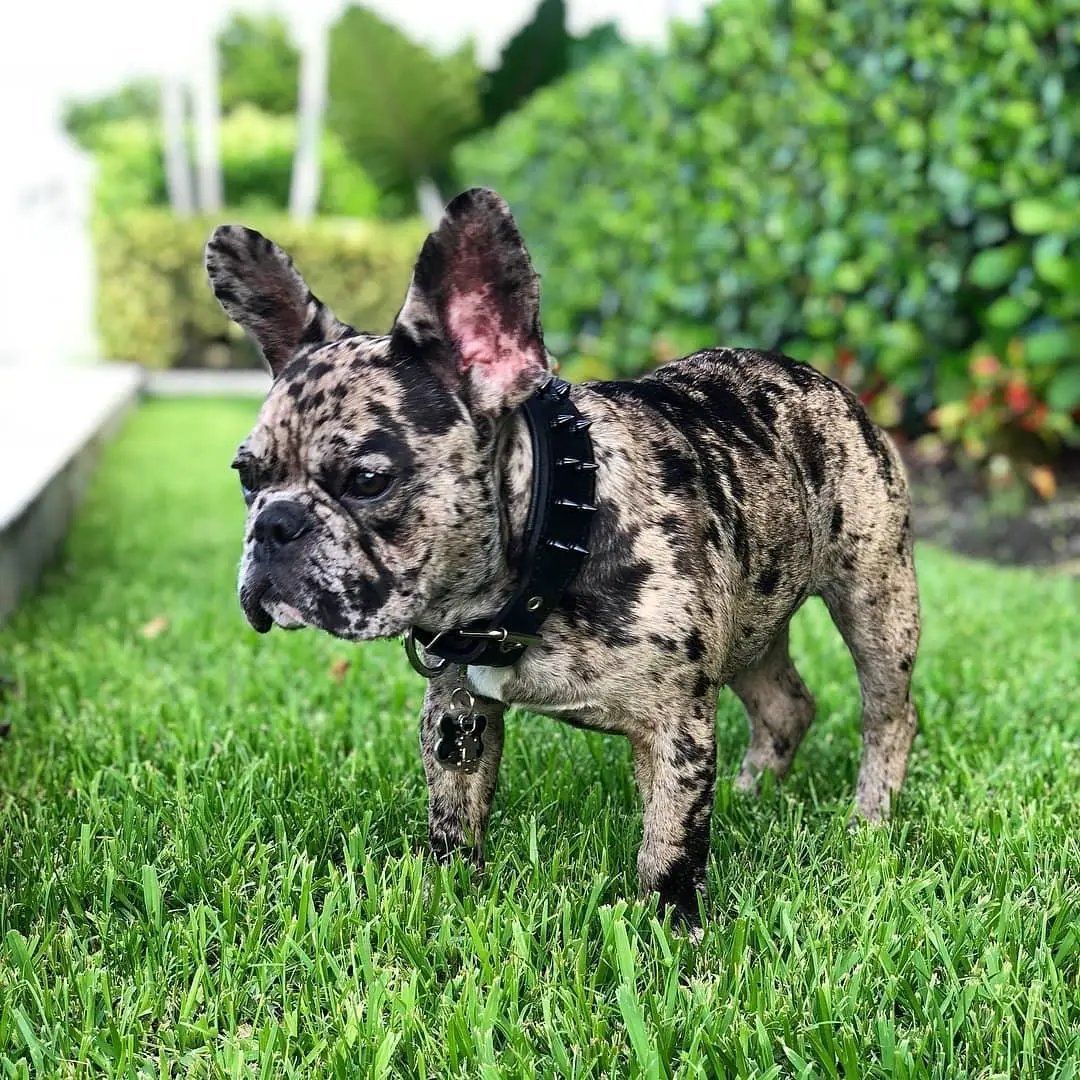 BLACK "Frenchie" collar - Pet Collars & Harnesses from Bestia Dog Gear