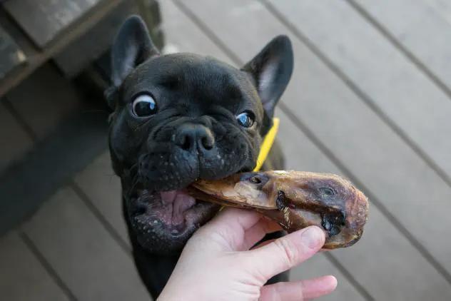 Duck Heads ABF dog chew; black French bulldog biting it.