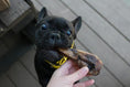 Load image into Gallery viewer, Duck Heads (ABF) dog chew in front of a black French Bulldog with a yellow collar
