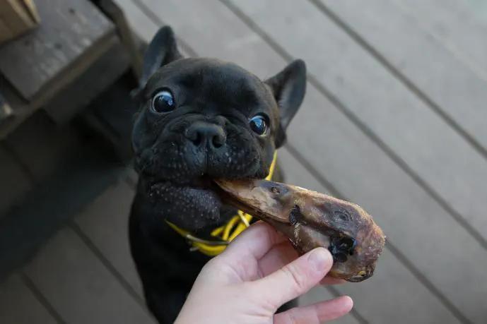 Duck Heads (ABF) dog chew in front of a black French Bulldog with a yellow collar