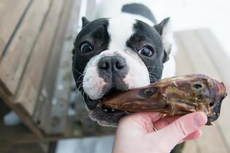 Duck Heads ABF dog chew treat, brown, held by a black-and-white dog