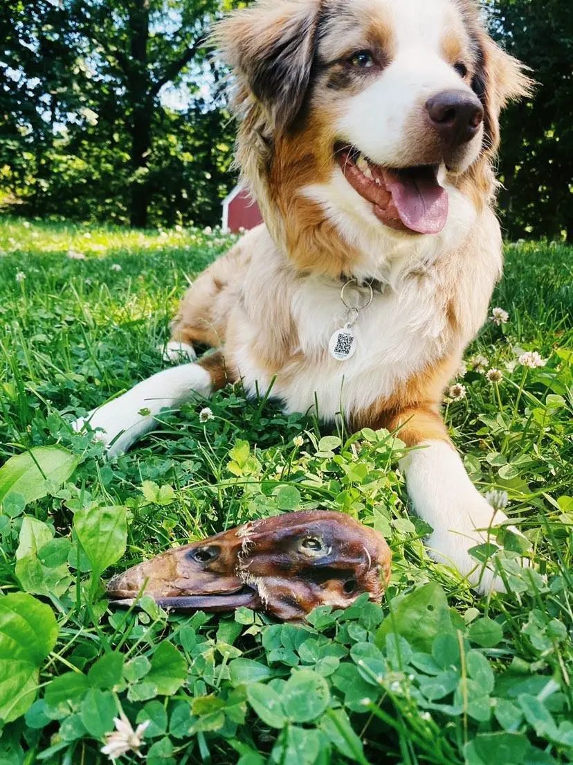 Duck Heads (ABF) brown duck head on green grass beside a smiling dog