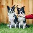 Load image into Gallery viewer, Chicken Necks by Naked Beasts; dog treats tossed in the air as two dogs watch.
