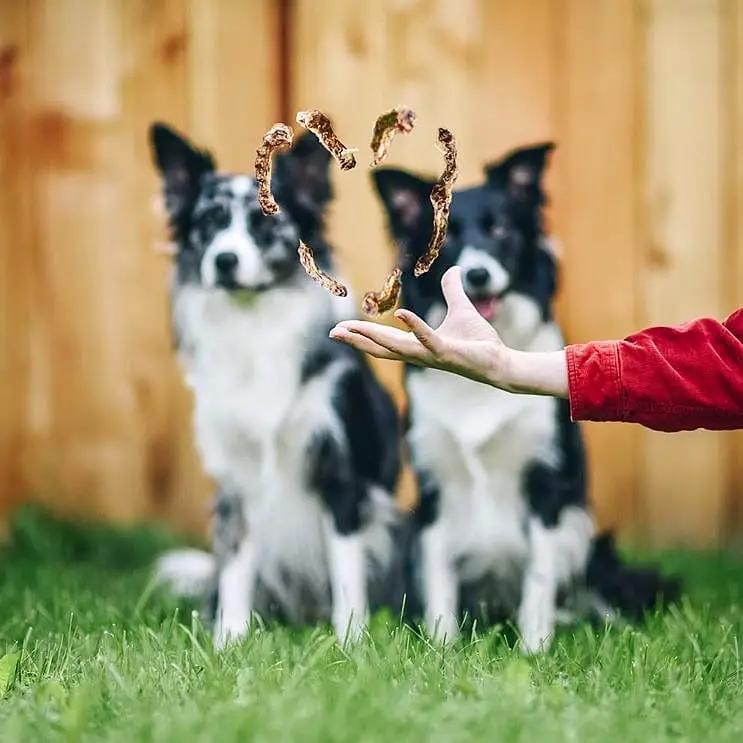 Chicken Necks by Naked Beasts; dog treats tossed in the air as two dogs watch.