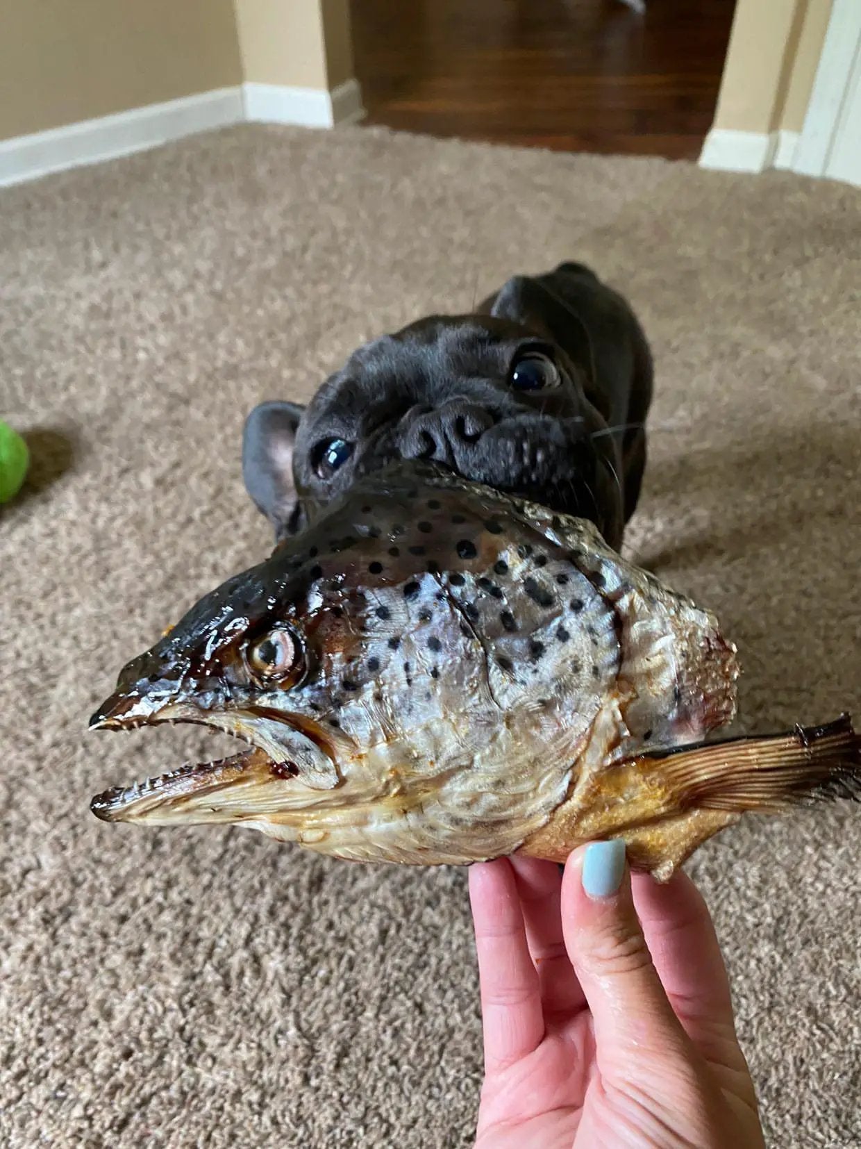 Salmon Head (2 Halves) by Naked Beasts, brown speckled fish head held by a black dog indoors