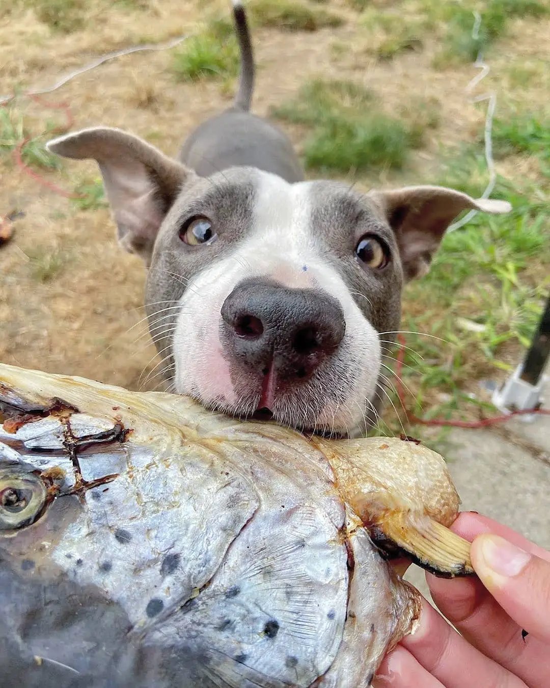 Salmon head halves, silvery-gray and white, held near a curious dog.
