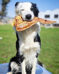 Carica l'immagine nel visualizzatore della galleria, Turkey Wing dog treat by Naked Beasts, black-and-white border collie holding a wing
