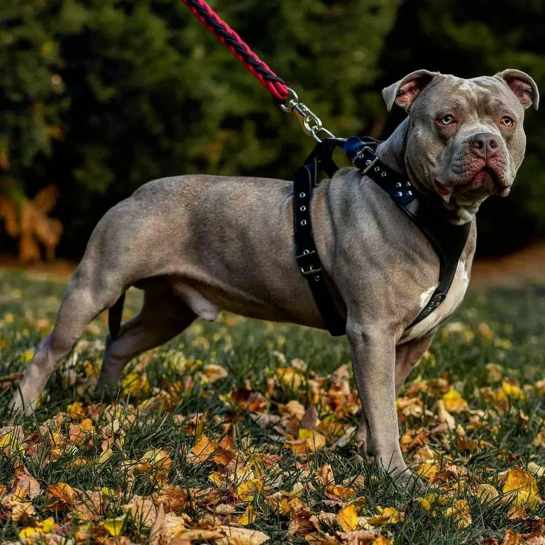 The ''Style'' harness Black - Pet Collars & Harnesses from Bestia Dog Gear