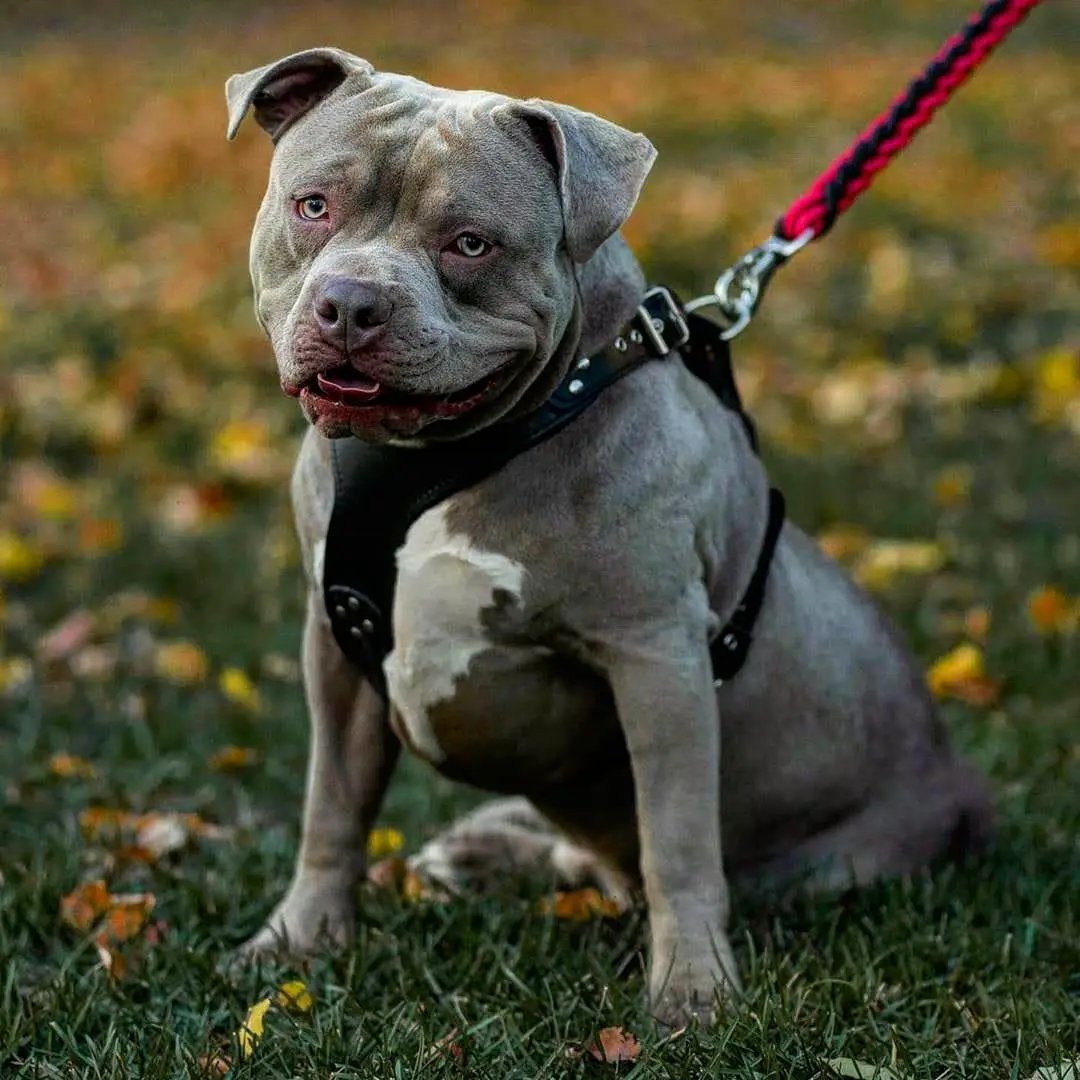 The ''Style'' harness Black - Pet Collars & Harnesses from Bestia Dog Gear