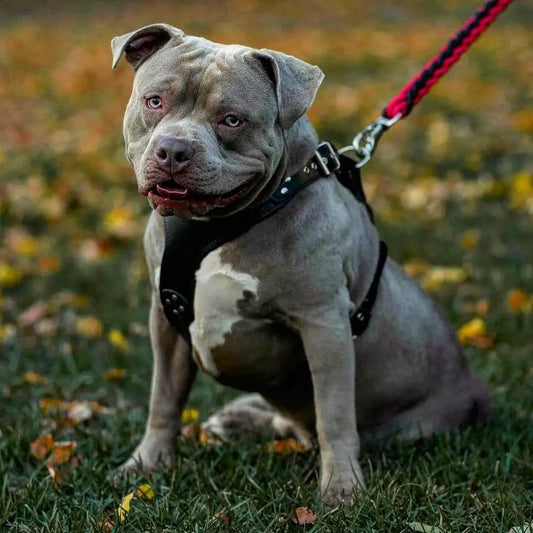 The ''Style'' harness Black - Pet Collars & Harnesses from Bestia Dog Gear