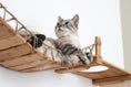 Charger l'image dans la visionneuse de la galerie, The Temple giant cat tree on wall cat condo by Catastrophic Creations with rope-wrapped wooden platforms.

