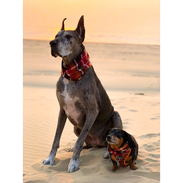 Spice Latte Matching Dog &amp; Owner Scarf