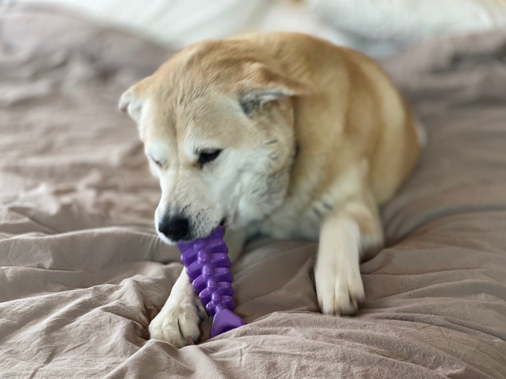 SodaPup Fish Bone nylon dog chew toy in purple and brown, view 8
