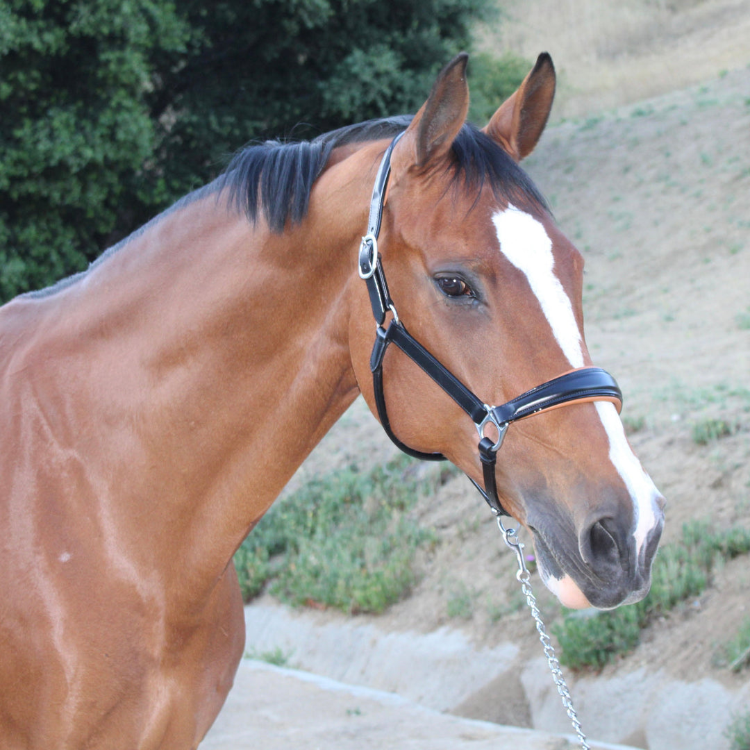 Halter Ego Tuscany Black Leather Horse Halter with Cognac Padding on a horse