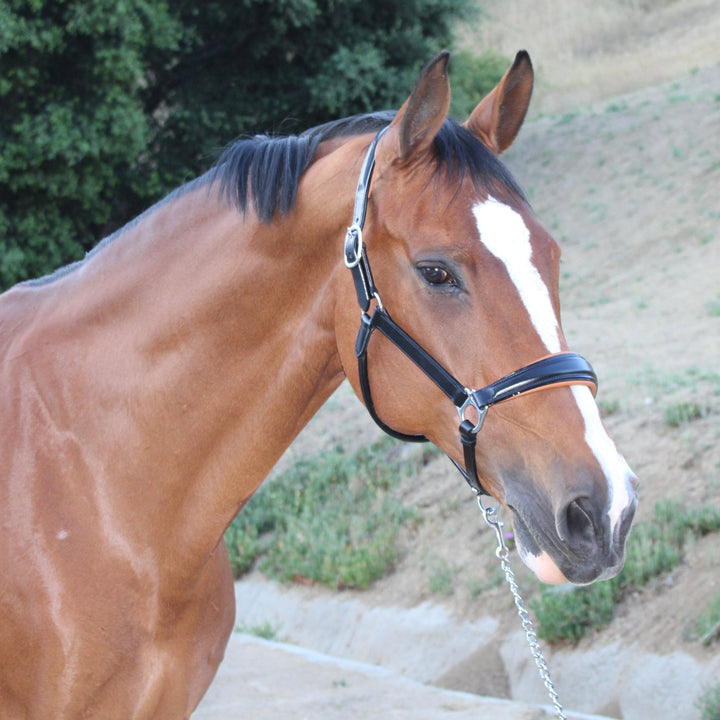 Halter Ego Tuscany Black Leather Horse Halter with Cognac Padding on a horse