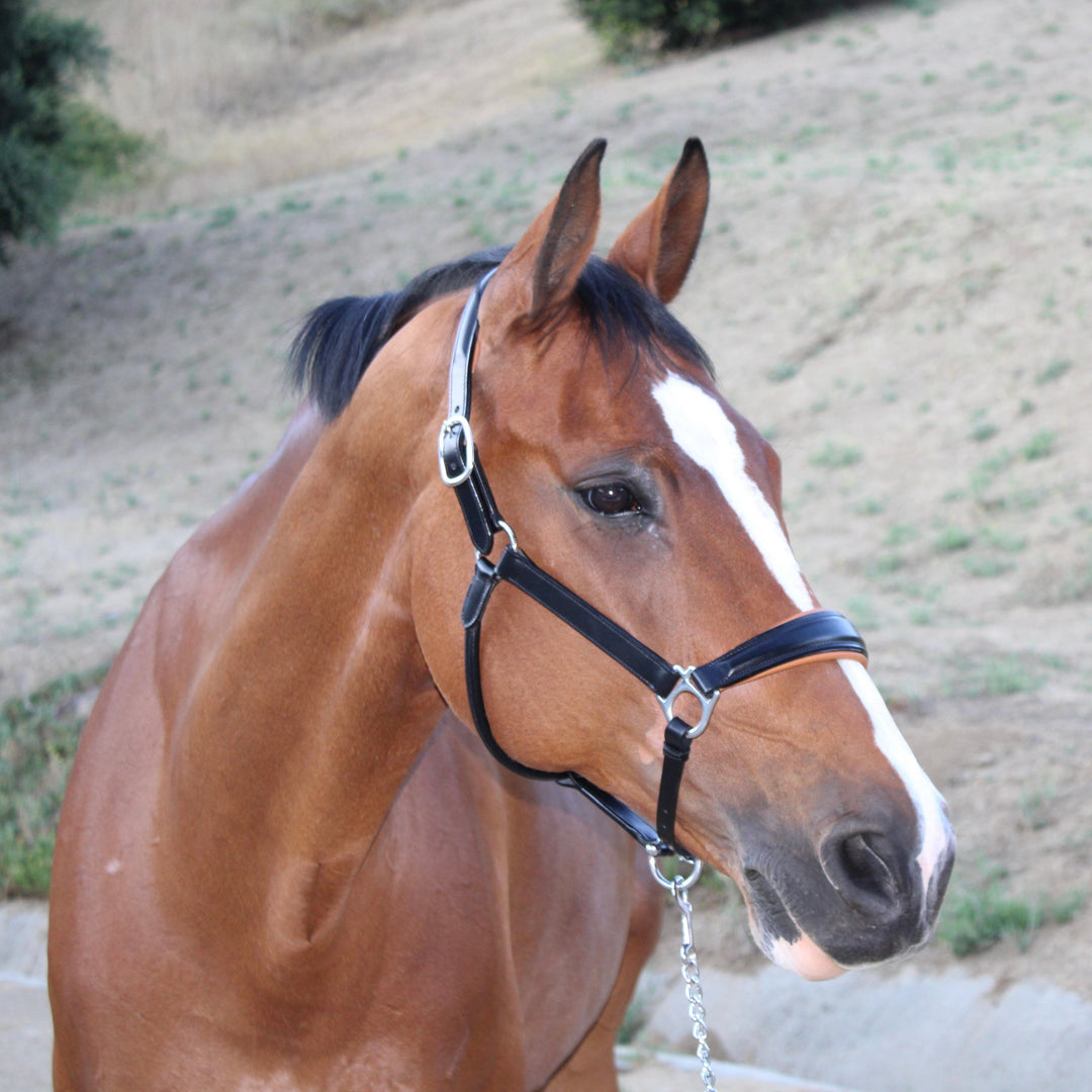 Halter Ego Tuscany Black Leather Horse Halter with Cognac Padding on a horse
