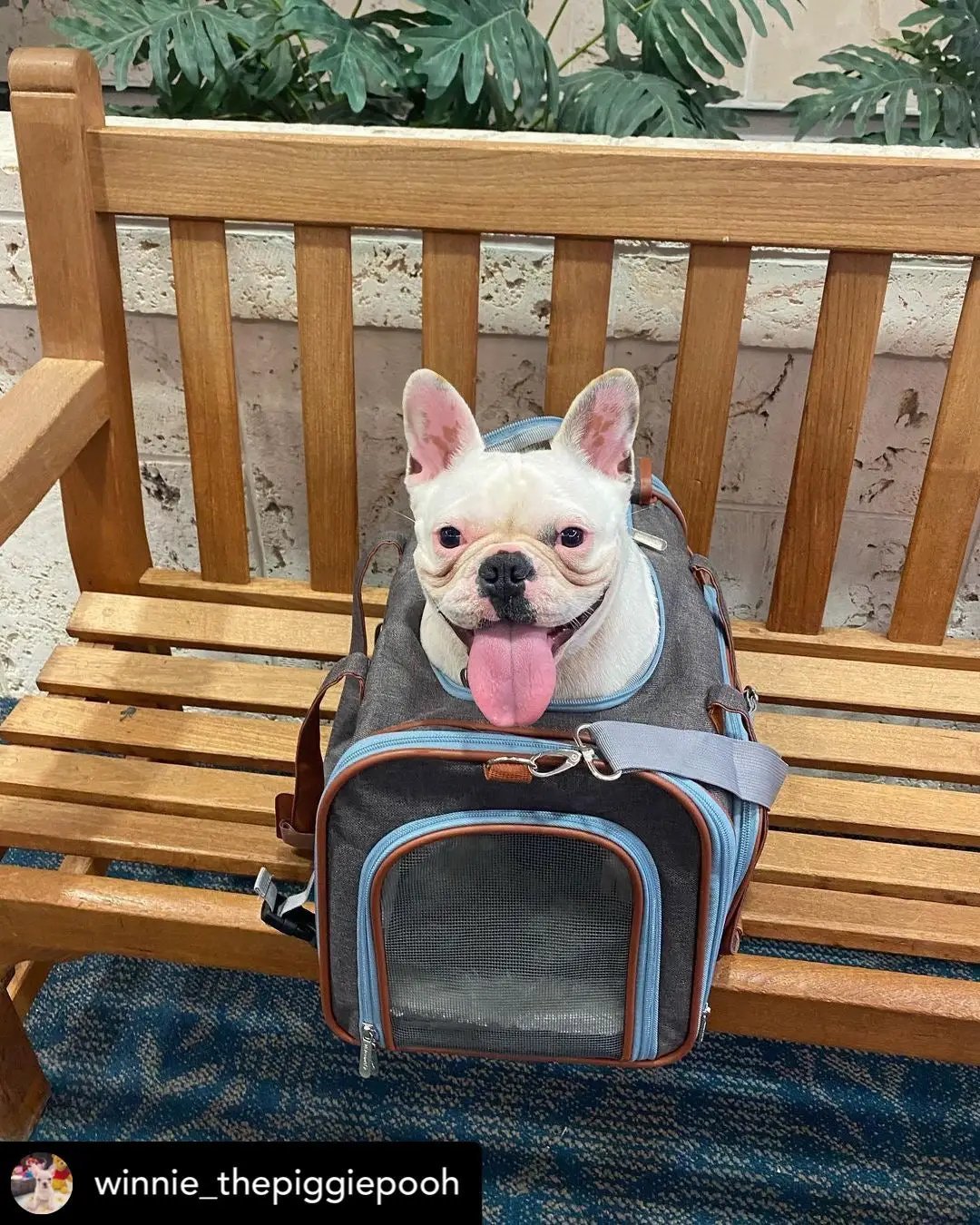 Mr. Peanut's Gold Series Big Apple XL Expandable Pet Carrier V3.0, gray-blue carrier with mesh window and dog peeking.