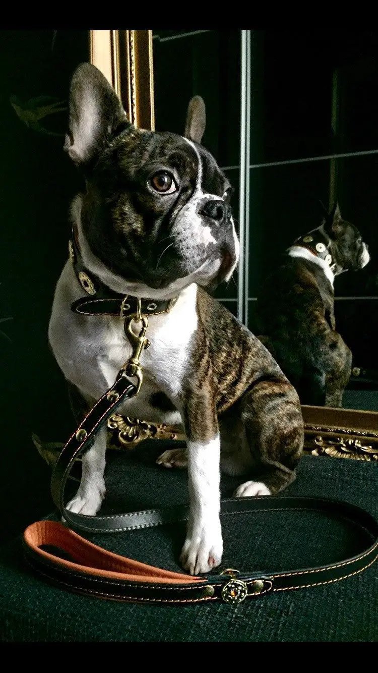 'Bijou'' leather lead orange - Pet Leashes from Bestia Dog Gear