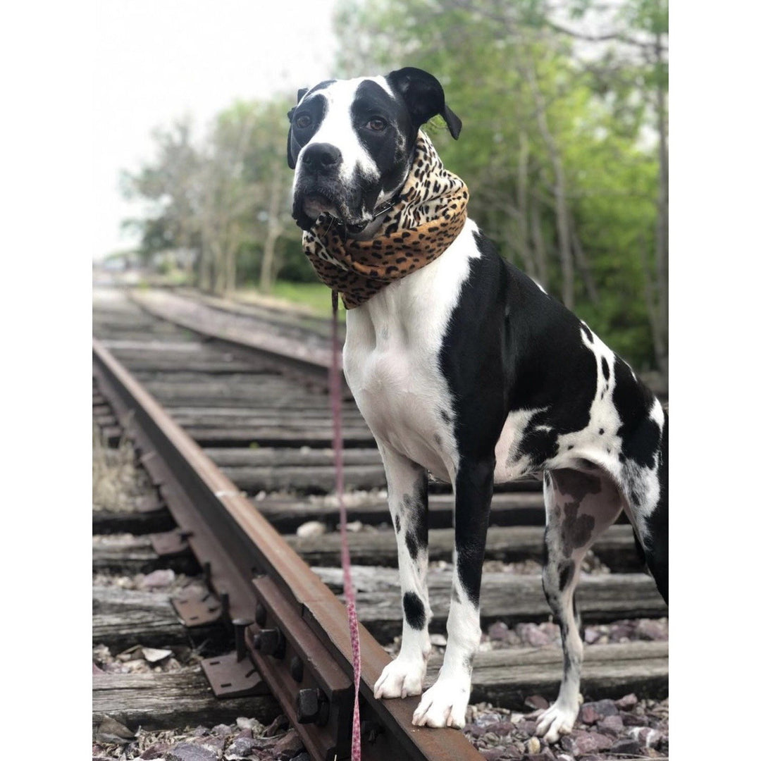 Chelsea Matching Dog &amp; Owner Scarf