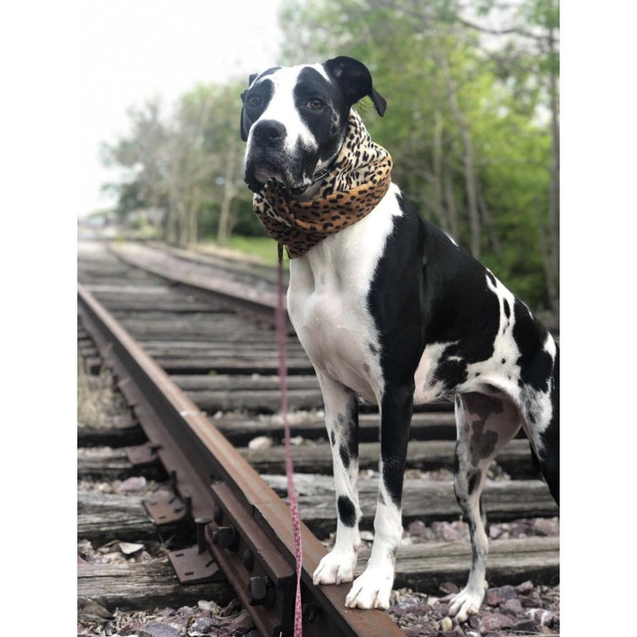 Chelsea Matching Dog &amp; Owner Scarf