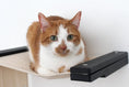 Carica l'immagine nel visualizzatore della galleria, The Play Wall System Cat Condo by Catastrophic Creations; beige shelf with black hardware, orange-white cat.
