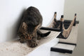 Bild in Galerie-Betrachter laden, The Canyon cat condo by Catastrophic Creations; tabby cat on a white platform with a rope bridge.
