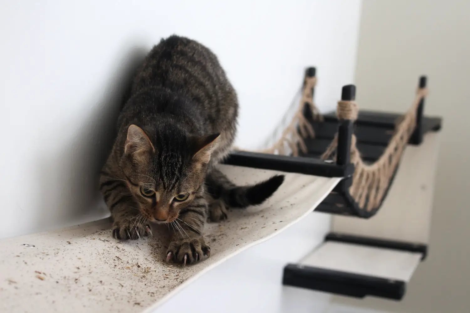 The Canyon cat condo by Catastrophic Creations; tabby cat on a white platform with a rope bridge.
