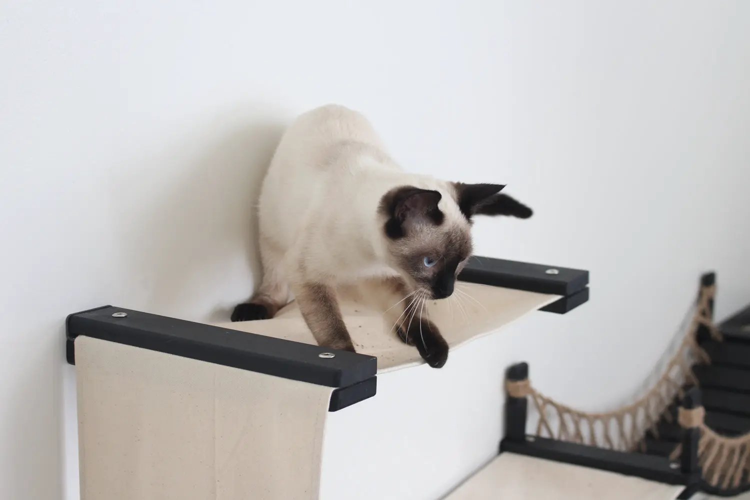 The Canyon cat condo by Catastrophic Creations, beige canvas platform with black supports; blue-eyed Siamese cat.
