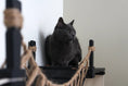 Bild in Galerie-Betrachter laden, The Canyon cat condo by Catastrophic Creations; gray cat on a black platform with rope-wrapped posts.
