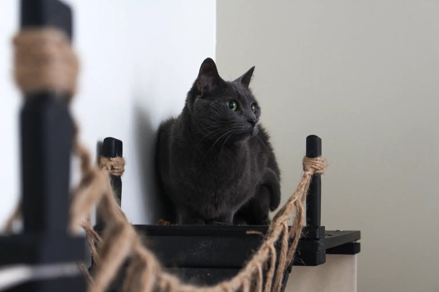 The Canyon cat condo by Catastrophic Creations; gray cat on a black platform with rope-wrapped posts.