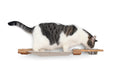 Charger l'image dans la visionneuse de la galerie, Dog Proof Cat Feeder wall-mounted raised cat hammock platform with beige tray, wooden supports, and metal bowl
