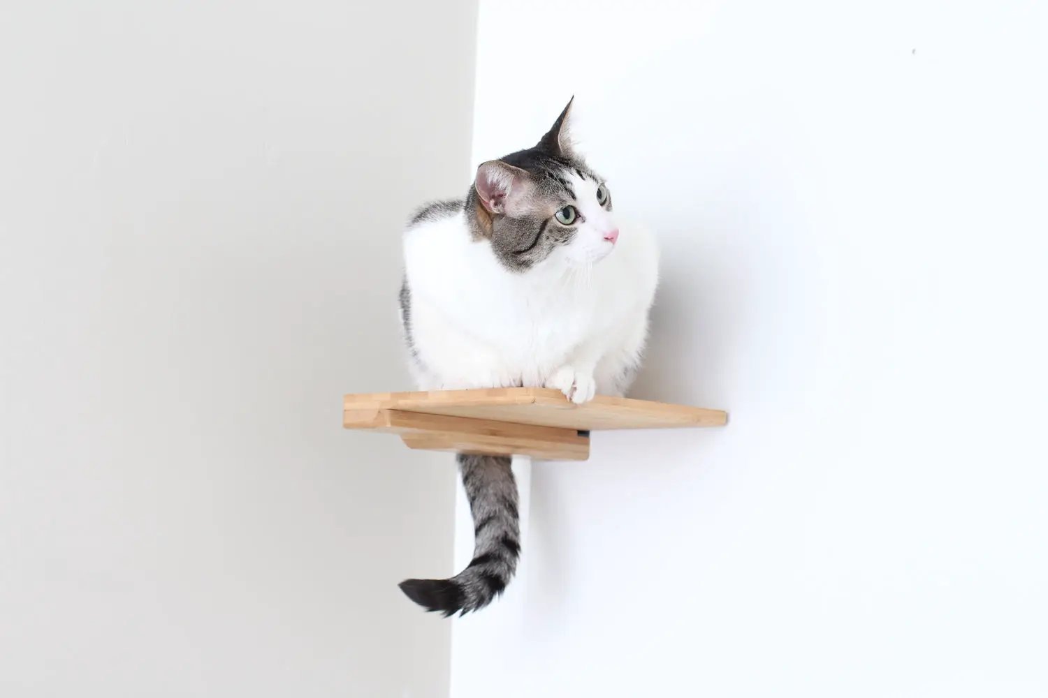 Cat Climbing Shelf; natural wood cat perch mounted on wall with a white-gray cat.