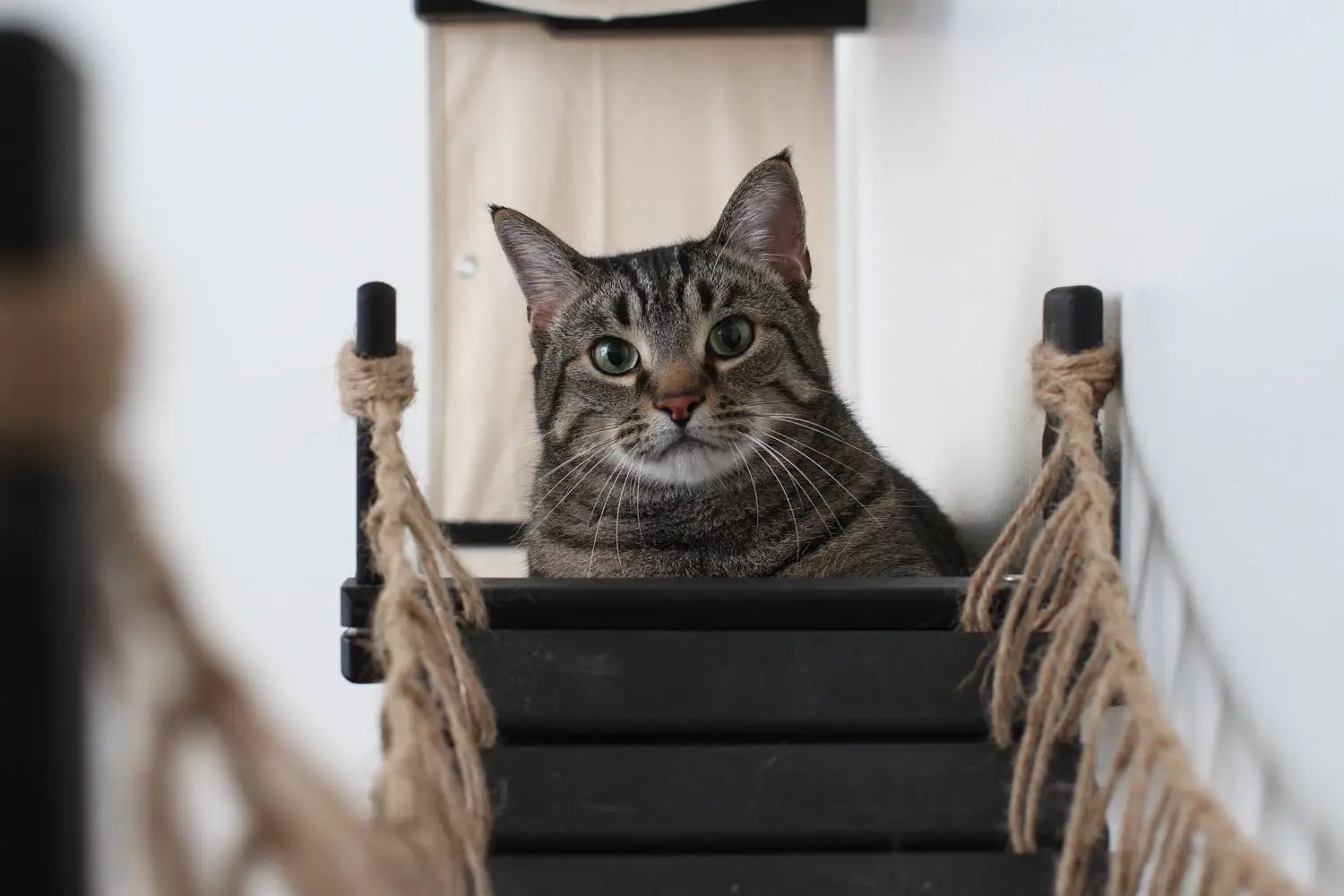 Cat condo The Canyon by Catastrophic Creations, for multiple cats, rope-wrapped sides, tabby cat inside