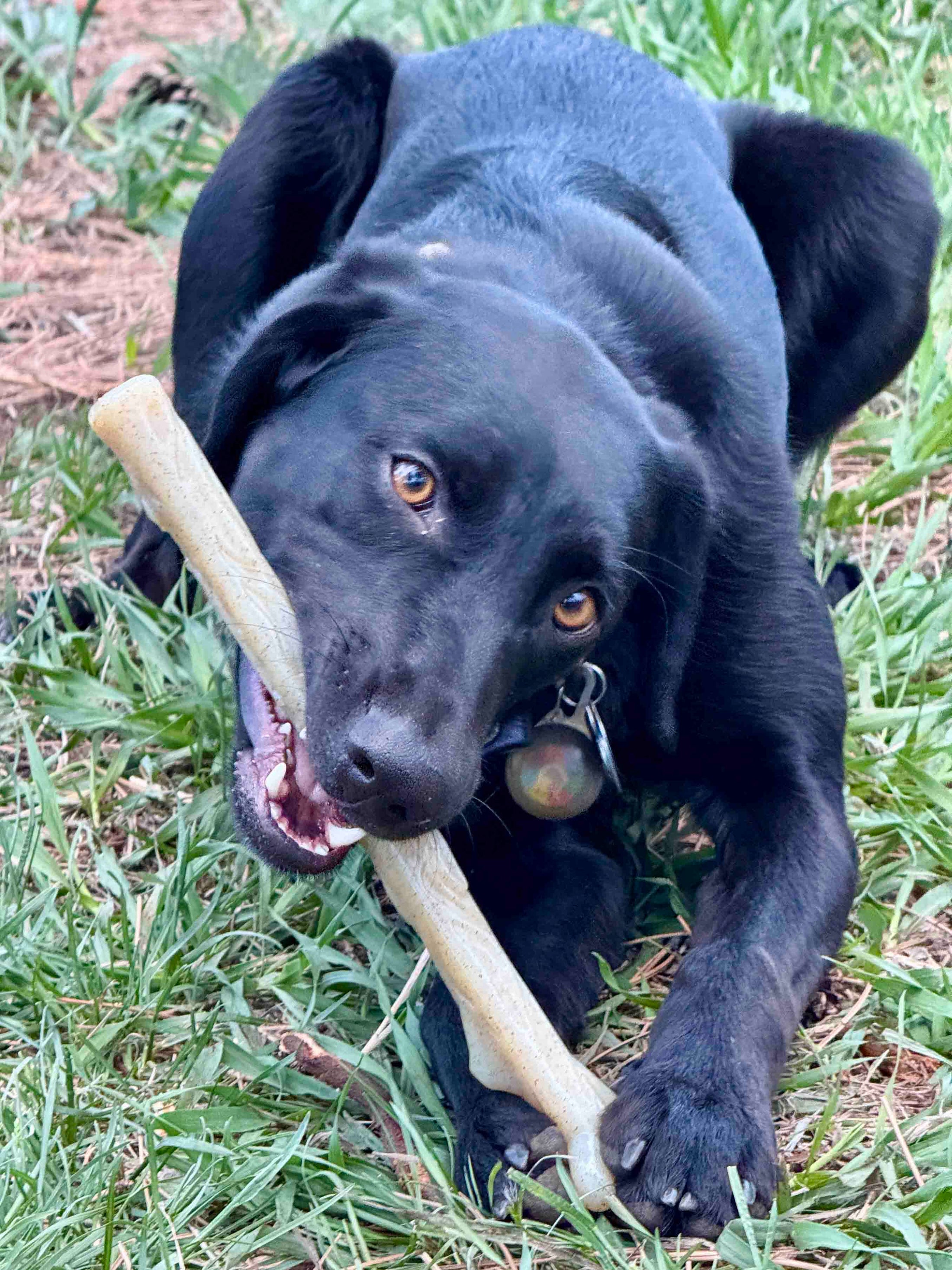 SodaPup Durable Nylon Chew Stick For Super Chewers Indestructible Dog Toy Non Toxic Made In Usa by SodaPup/True Dogs, LLC