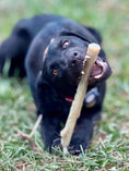 Bild in Galerie-Betrachter laden, SodaPup Durable Nylon Chew Stick For Super Chewers Indestructible Dog Toy Non Toxic Made In Usa by SodaPup/True Dogs, LLC
