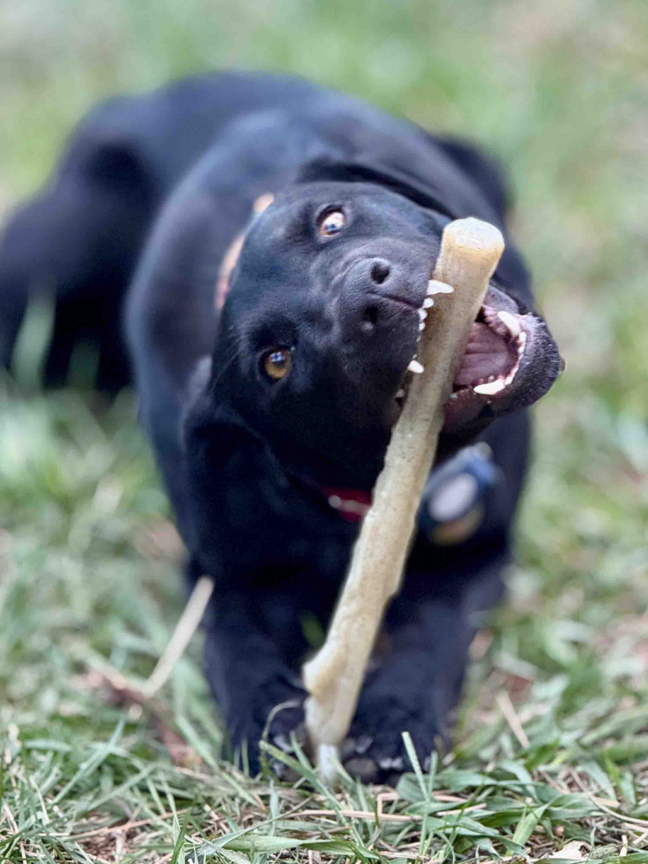 SodaPup Durable Nylon Chew Stick For Super Chewers Indestructible Dog Toy Non Toxic Made In Usa by SodaPup/True Dogs, LLC