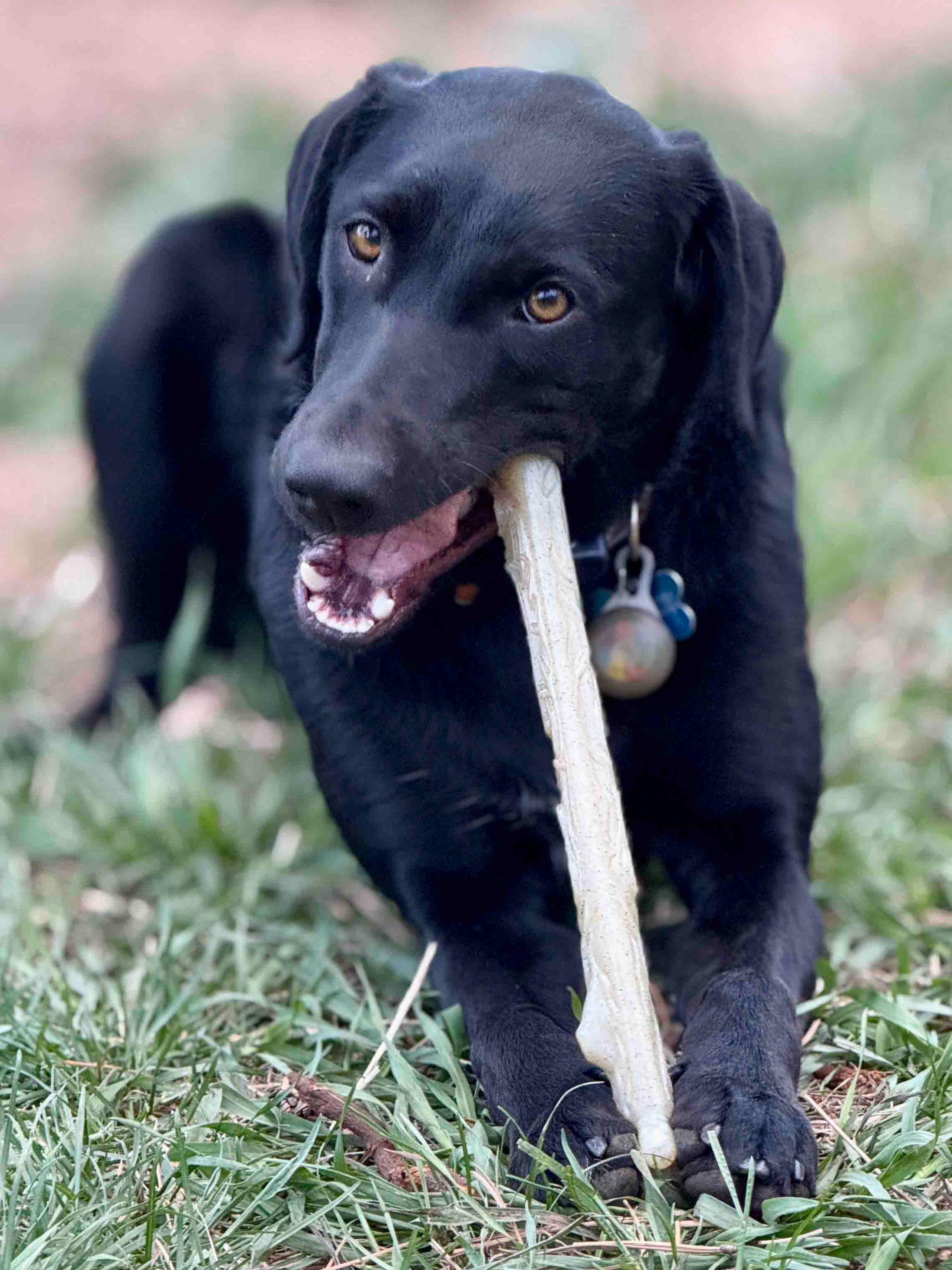 SodaPup Durable Nylon Chew Stick For Super Chewers Indestructible Dog Toy Non Toxic Made In Usa by SodaPup/True Dogs, LLC