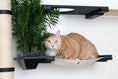 Bild in Galerie-Betrachter laden, The Gardens cat condo with plants: orange tabby cat lounging on beige hammock beside a potted palm.
