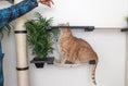 Bild in Galerie-Betrachter laden, The Gardens Cat Condo by Catastrophic Creations; beige lounging shelf with an orange tabby cat and a green plant
