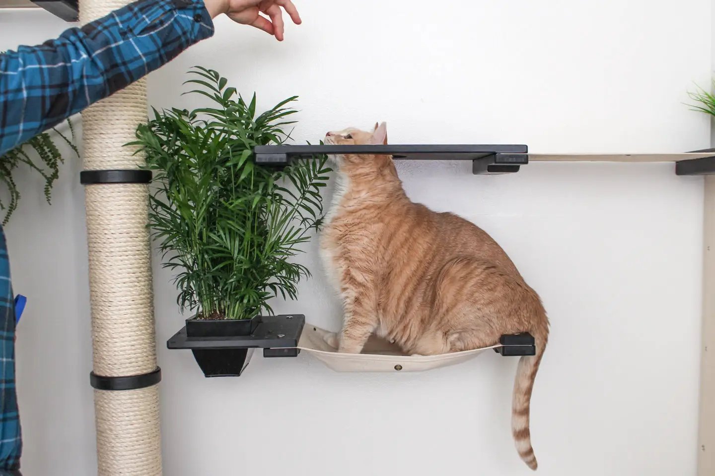 The Gardens Cat Condo by Catastrophic Creations; beige lounging shelf with an orange tabby cat and a green plant