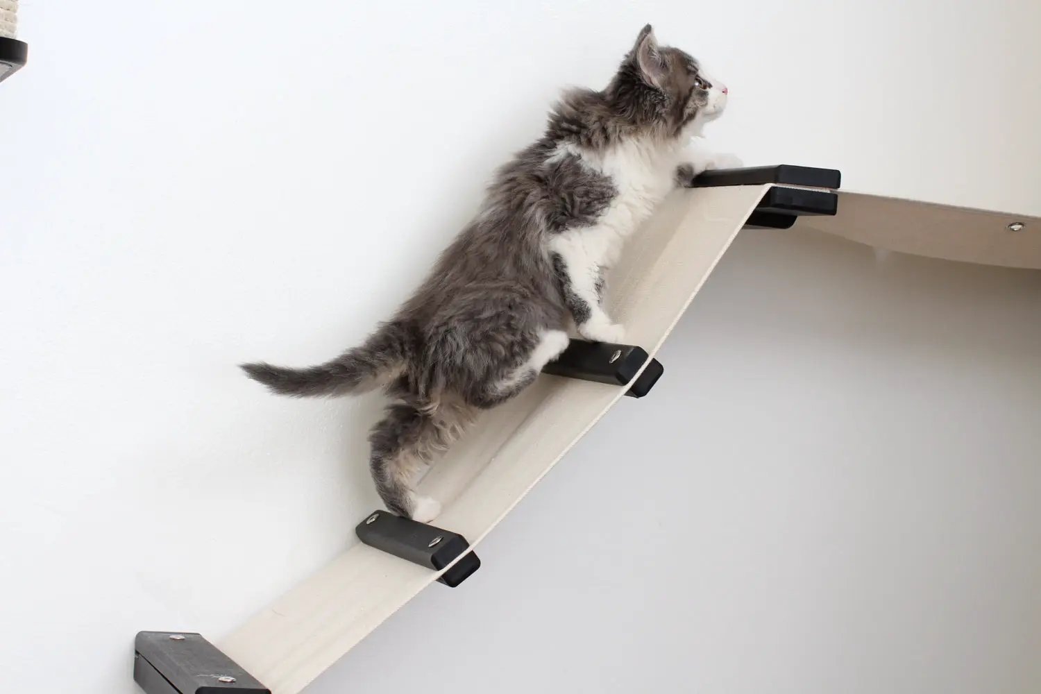 The Lift Cat Hammock Bed by Catastrophic Creations on a wooden ramp with black brackets