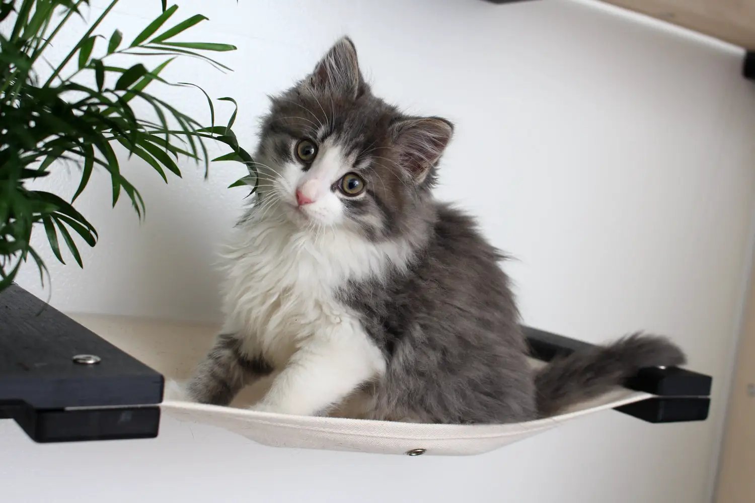 Cat Hammock Wall with Planter in beige fabric with a fluffy gray and white kitten.