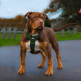 Cargar la imagen en la vista de la galería, Bestia Eros Harness Green Small to Medium Orthopedic Cushioning by Bestia Dog Gear
