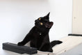 Load image into Gallery viewer, Cat Maze Wall 3-Tier Cat Tree; black cat perched on beige carpeted platform, Catastrophic Creations.
