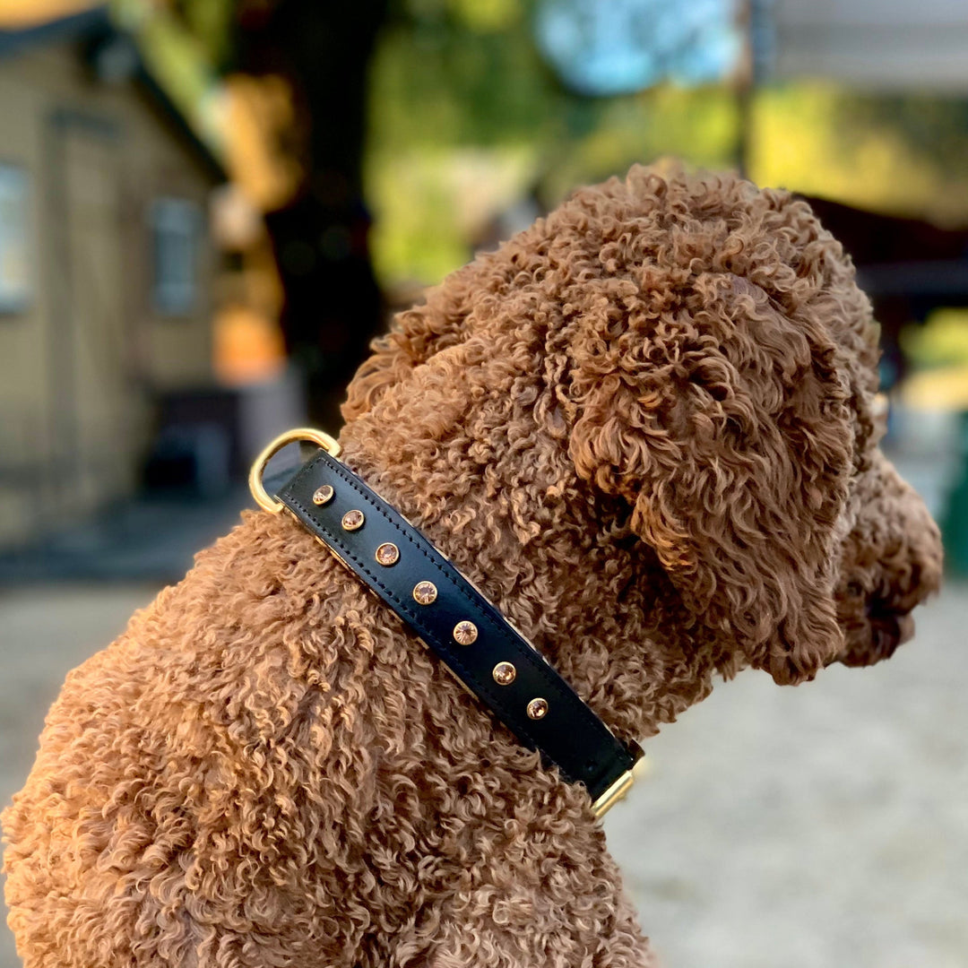 Halter Ego Safari Black Leather Dog Collar on a dog