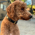 Load image into Gallery viewer, Halter Ego Black Leather Safari Dog Collar Leopard Print Topaz Rivets by Halter Ego®

