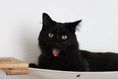 Load image into Gallery viewer, Cat Maze Wall - 3 Tier Cat Tree, cat condo, black cat lounging on a beige fabric hammock with a wooden platform.
