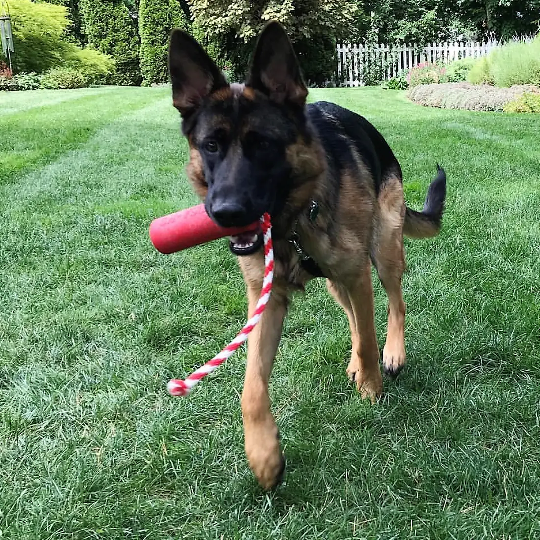 SodaPup USA-K9 Firecracker rubber reward toy in red, view 6